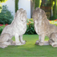 Exquisite 53” Tall Concrete Lions - A Pair