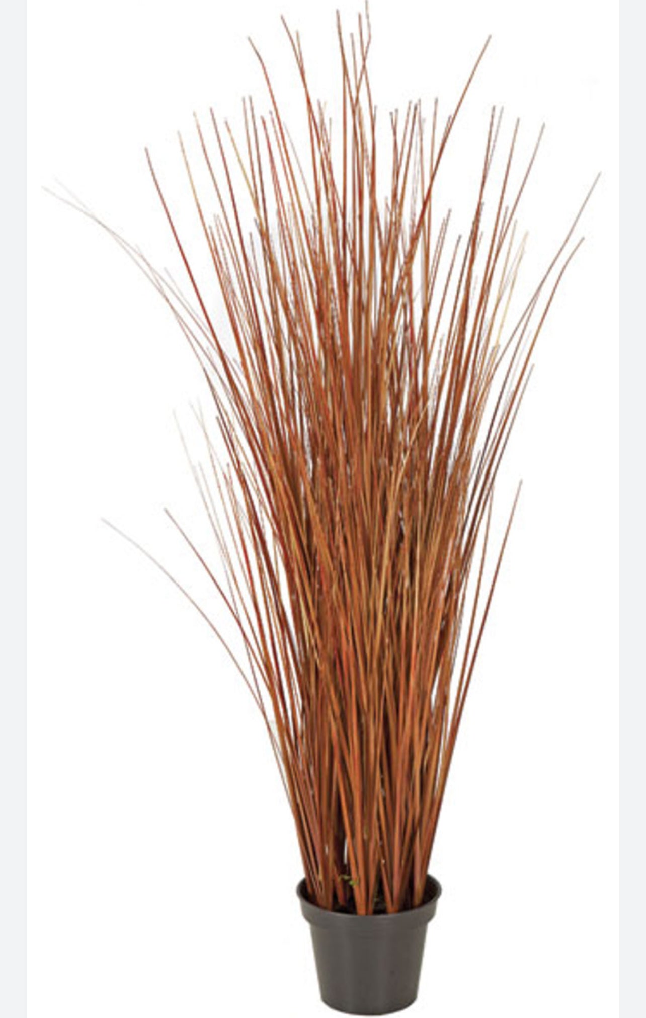 Onion Grass Bush 35”